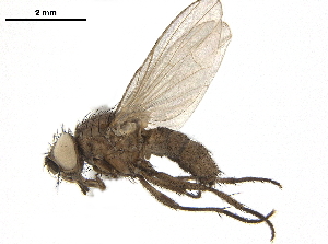  ( - BIOUG26545-D12)  @11 [ ] CreativeCommons - Attribution (2019) CBG Photography Group Centre for Biodiversity Genomics