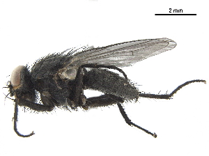  ( - BIOUG26545-E01)  @13 [ ] CreativeCommons - Attribution (2019) CBG Photography Group Centre for Biodiversity Genomics