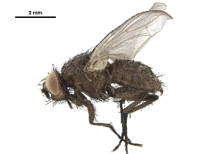  ( - BIOUG26545-E03)  @13 [ ] CreativeCommons - Attribution (2019) CBG Photography Group Centre for Biodiversity Genomics