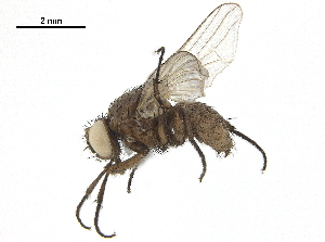  ( - BIOUG26545-E04)  @11 [ ] CreativeCommons - Attribution (2019) CBG Photography Group Centre for Biodiversity Genomics