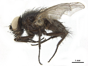  ( - BIOUG26545-E08)  @11 [ ] CreativeCommons - Attribution (2019) CBG Photography Group Centre for Biodiversity Genomics