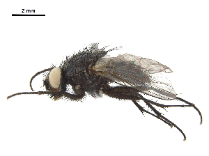  ( - BIOUG26545-E10)  @13 [ ] CreativeCommons - Attribution (2019) CBG Photography Group Centre for Biodiversity Genomics