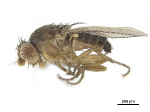  ( - BIOUG26545-G10)  @11 [ ] CreativeCommons - Attribution (2019) CBG Photography Group Centre for Biodiversity Genomics