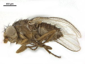  ( - BIOUG26545-G11)  @11 [ ] CreativeCommons - Attribution (2019) CBG Photography Group Centre for Biodiversity Genomics