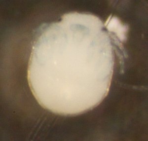  ( - ABSK045ABD-3)  @13 [ ] No Rights Reserved (2013) Julia Mlynarek Carleton University