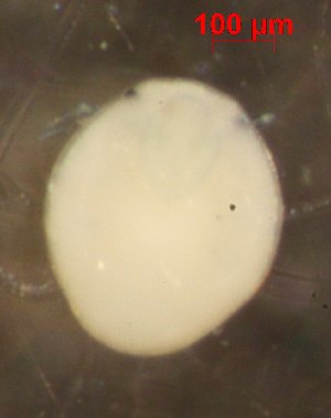  ( - ABSK312TH-1)  @13 [ ] No Rights Reserved (2013) Julia Mlynarek Carleton University