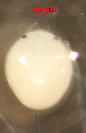  ( - ABSK662TH-1)  @13 [ ] No Rights Reserved (2013) Julia Mlynarek Carleton University