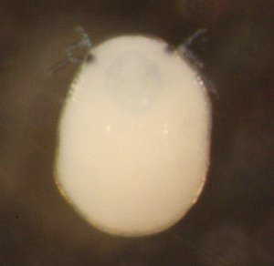  ( - ABSK907ABD-5)  @13 [ ] No Rights Reserved (2013) Julia Mlynarek Carleton University