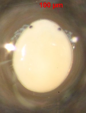  ( - JM-CN063TH-1)  @13 [ ] No Rights Reserved (2013) Julia Mlynarek Carleton University