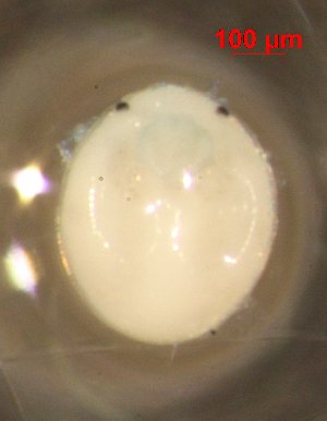  ( - JM-HL028TH-1)  @13 [ ] No Rights Reserved (2013) Julia Mlynarek Carleton University