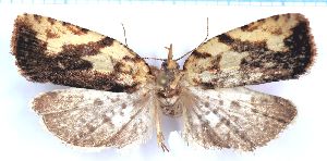  (Borboniella - RCKL-00018)  @11 [ ] CreativeCommons - Attribution Share-Alike (2025) Knud Larsen Research Collection of Knud Larsen