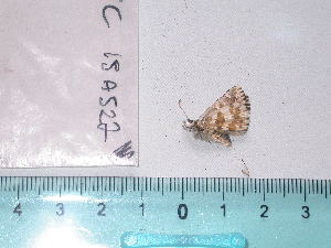  ( - 15-A527)  @12 [ ] Oxford Brookes University (2015) Leonardo Dapporto Oxford Brookes University