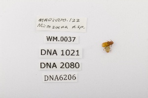  ( - DNA6206)  @11 [ ] CreativeCommons - Attribution Share-Alike (2025) Wendy Moore University of Arizona, Insect Collection