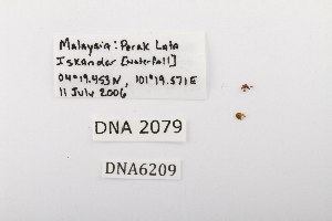  ( - DNA6209)  @11 [ ] CreativeCommons - Attribution Share-Alike (2025) Wendy Moore University of Arizona, Insect Collection