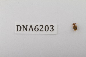  ( - DNA6203)  @11 [ ] CreativeCommons - Attribution Share-Alike (2025) Wendy Moore University of Arizona, Insect Collection
