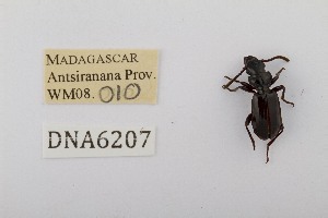  ( - DNA6207)  @11 [ ] CreativeCommons - Attribution Share-Alike (2025) Wendy Moore University of Arizona, Insect Collection
