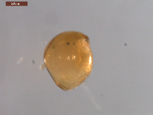  ( - BIOUG00335-C06)  @12 [ ] Unspecified (default): All Rights Reserved  Unspecified Unspecified