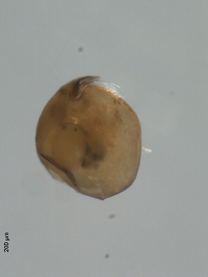  ( - BIOUG01703-G06)  @12 [ ] Unspecified (default): All Rights Reserved  Unspecified Unspecified