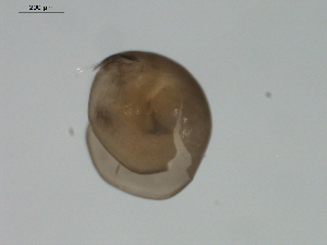  ( - BIOUG01703-G11)  @12 [ ] Unspecified (default): All Rights Reserved  Unspecified Unspecified