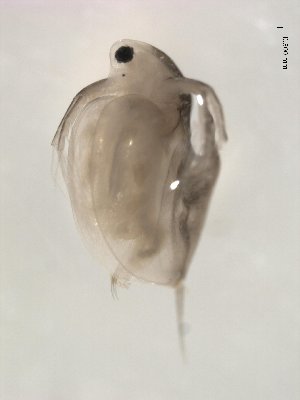  (Daphnia - BIOUG00924-F06)  @15 [ ] Unspecified (default): All Rights Reserved  Unspecified Unspecified