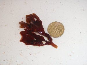  (Curdiea sp - GWS024230)  @11 [ ] Unspecified (default): All Rights Reserved  Unspecified Unspecified