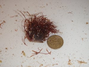 (Ceratodictyon sp. 1LH - GWS024256)  @11 [ ] Unspecified (default): All Rights Reserved  Unspecified Unspecified