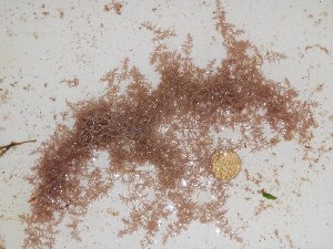  ( - GWS024745)  @11 [ ] Unspecified (default): All Rights Reserved  Unspecified Unspecified
