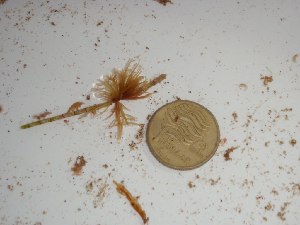  (Semnocarpa corynephora - GWS024812)  @11 [ ] Unspecified (default): All Rights Reserved  Unspecified Unspecified