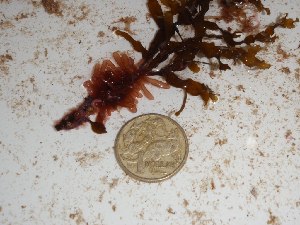  (Semnocarpa - GWS025110)  @11 [ ] Unspecified (default): All Rights Reserved  Unspecified Unspecified