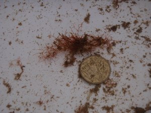  (Lomentaria corallicola - GWS025515)  @11 [ ] Unspecified (default): All Rights Reserved  Unspecified Unspecified