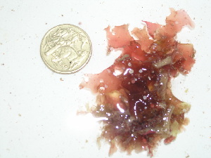  (Schizoseris sp. 1WA - GWS025669)  @11 [ ] Unspecified (default): All Rights Reserved  Unspecified Unspecified