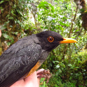  (Turdus fulviventris - PAB-UC-COL-058)  @11 [ ] CreativeCommons - Attribution Non-Commercial Share-Alike (2019) Cristian Vidal-Maldonado Universidad del Cauca