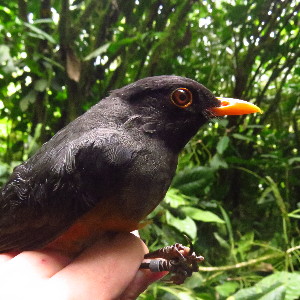 ( - PAB-UC-COL-059)  @11 [ ] CreativeCommons - Attribution Non-Commercial Share-Alike (2019) Cristian Vidal-Maldonado Universidad del Cauca