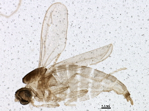  (Peromyia monilis - BIOUG02871-C09)  @13 [ ] CreativeCommons - Attribution (2013) CBG Photography Group Centre for Biodiversity Genomics