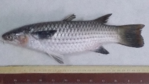  ( - 805)  @11 [ ] Copyright  Unspecified Centre of Excellence in Marine Biology, University of Karachi