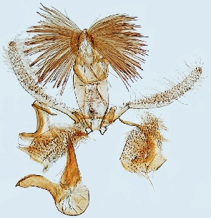  (Stomopteryx spathulella - TLMF Lep 28117)  @11 [ ] CreativeCommons - Attribution Non-Commercial Share-Alike (2020) Peter Huemer Tiroler Landesmuseum