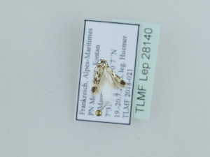  (Apatema albifasciella - TLMF Lep 28140)  @12 [ ] CreativeCommons - Attribution Non-Commercial Share-Alike (2020) Peter Huemer Tiroler Landesmuseum