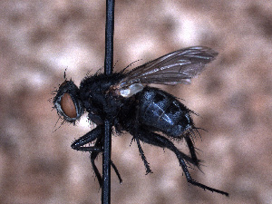  ( - Sarcophagidae PM1003)  @11 [ ] No Rights Reserved (2015) Paul Marino Memorial University of Newfoundland