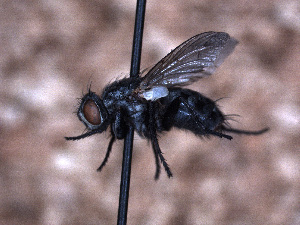  ( - Sarcophagidae PM1095)  @11 [ ] No Rights Reserved (2015) Paul Marino Memorial University of Newfoundland