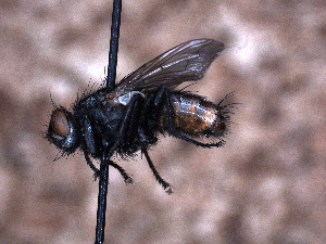  ( - Sarcophagidae PM146)  @11 [ ] No Rights Reserved (2015) Paul Marino Memorial University of Newfoundland