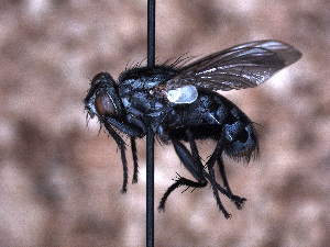  ( - Sarcophagidae PM457)  @11 [ ] No Rights Reserved (2015) Paul Marino Memorial University of Newfoundland