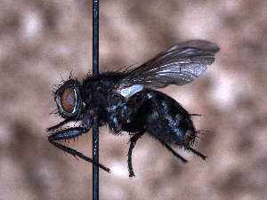  ( - Sarcophagidae PM477)  @11 [ ] No Rights Reserved (2015) Paul Marino Memorial University of Newfoundland