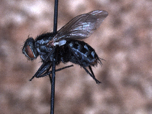  ( - Sarcophagidae PM498)  @11 [ ] No Rights Reserved (2015) Paul Marino Memorial University of Newfoundland