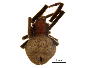  ( - BIOUG27610-A02)  @11 [ ] CreativeCommons - Attribution (2018) CBG Photography Group Centre for Biodiversity Genomics