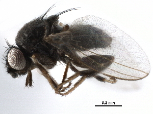  ( - BIOUG26544-H08)  @13 [ ] CreativeCommons - Attribution (2016) CBG Photography Group Centre for Biodiversity Genomics
