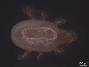  ( - MPUJ_ENT 0064599)  @11 [ ] CreativeCommons - Attribution Non-Commercial Share-Alike (2019) Eric Palevsky Agricultural Research Organization