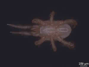  ( - MPUJ_ENT 0064600)  @11 [ ] CreativeCommons - Attribution Non-Commercial Share-Alike (2019) Eric Palevsky Agricultural Research Organization