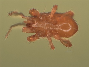  ( - USNMENT 01021828)  @11 [ ] CreativeCommons - Attribution Non-Commercial Share-Alike (2019) Eric Palevsky Agricultural Research Organization