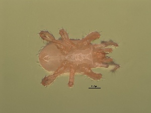  ( - USNMENT 01021838)  @11 [ ] CreativeCommons - Attribution Non-Commercial Share-Alike (2019) Eric Palevsky Agricultural Research Organization
