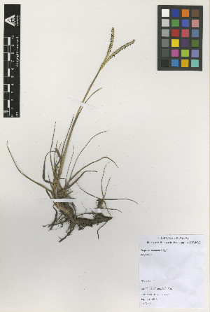  ( - IIBCE55)  @11 [ ] Copyright (2023) Unspecified Universidad de la Republica, Facultad de Agronomia, Bernardo Rosengurtt Herbarium